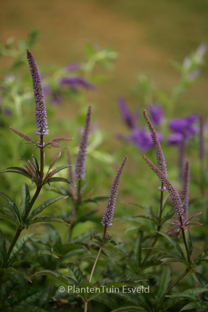 Veronicastrum virginicum ‘Cupid’