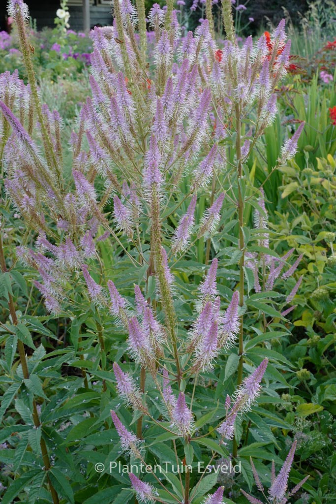 Veronicastrum virginicum ‘Erika’