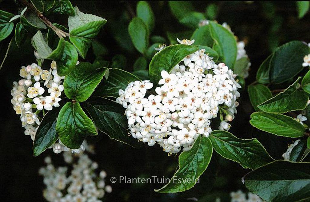 Viburnum ‘Chesapeake’