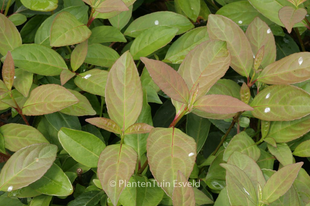 Viburnum ‘Le Bois Marquis’