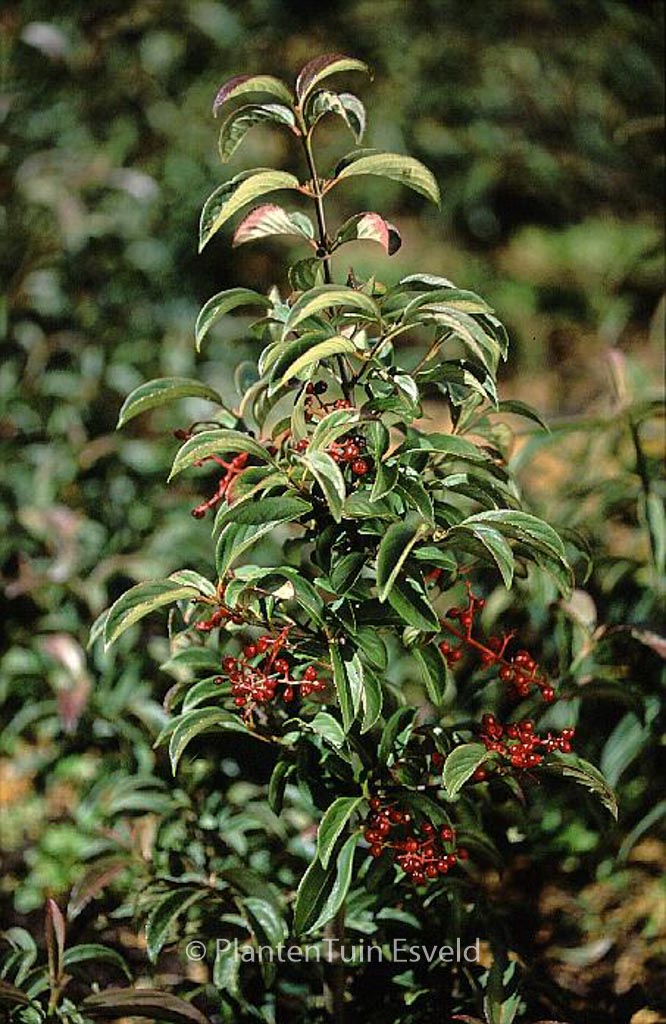 Viburnum ‘Ward van Teylingen’