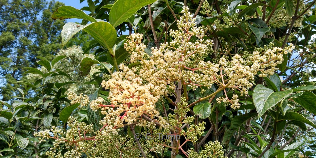 Viburnum arboricolum