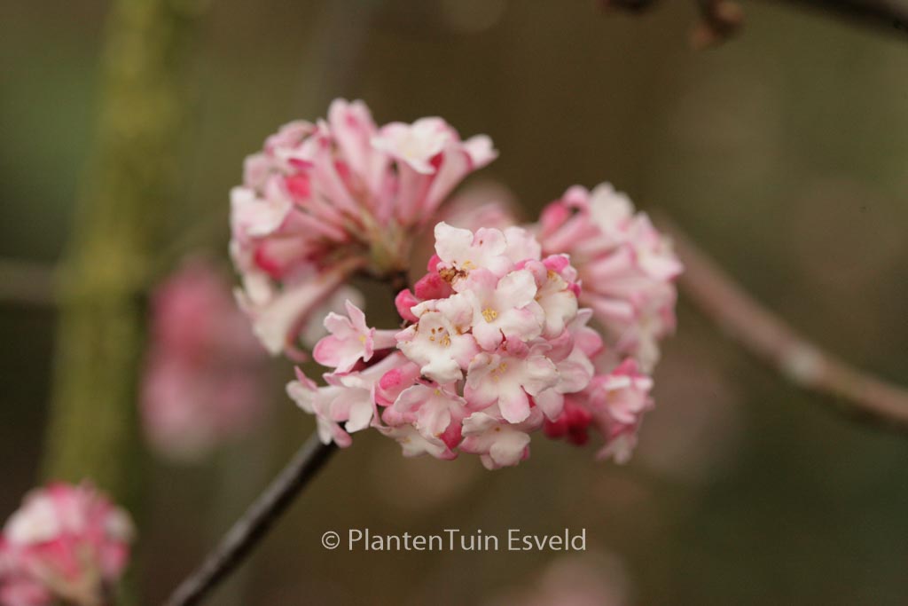 Viburnum bodnantense ‘Charles Lamont’