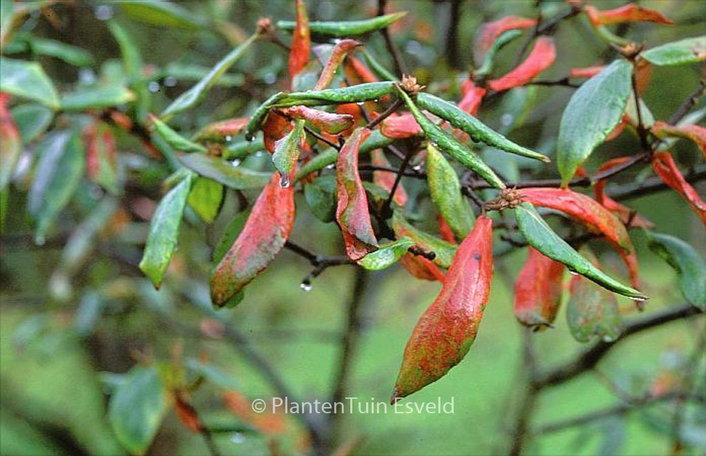 Viburnum burkwoodii ‘Burkwood’