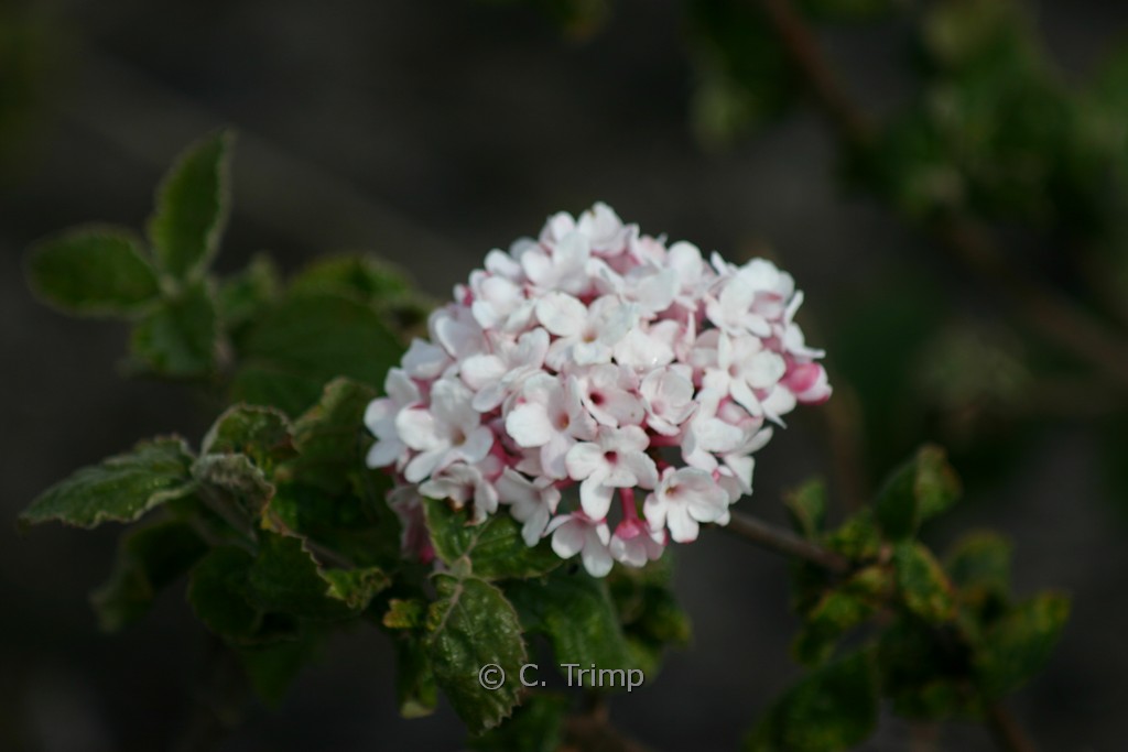 Viburnum carlesii ‘Aurora’