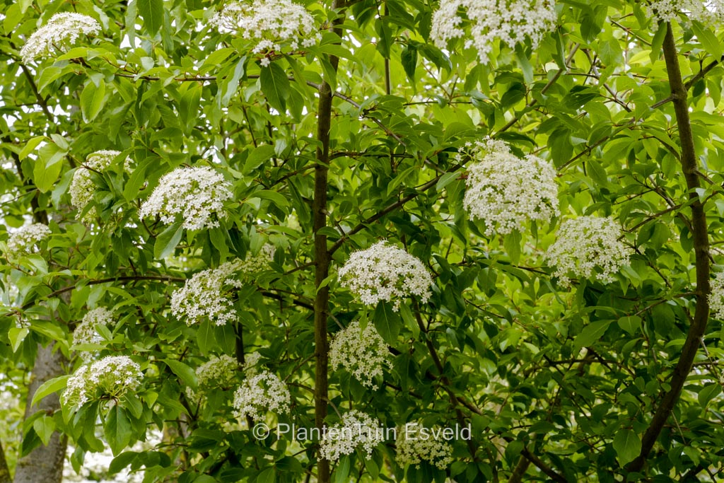 Viburnum cassinoides ‘Sear Charm’
