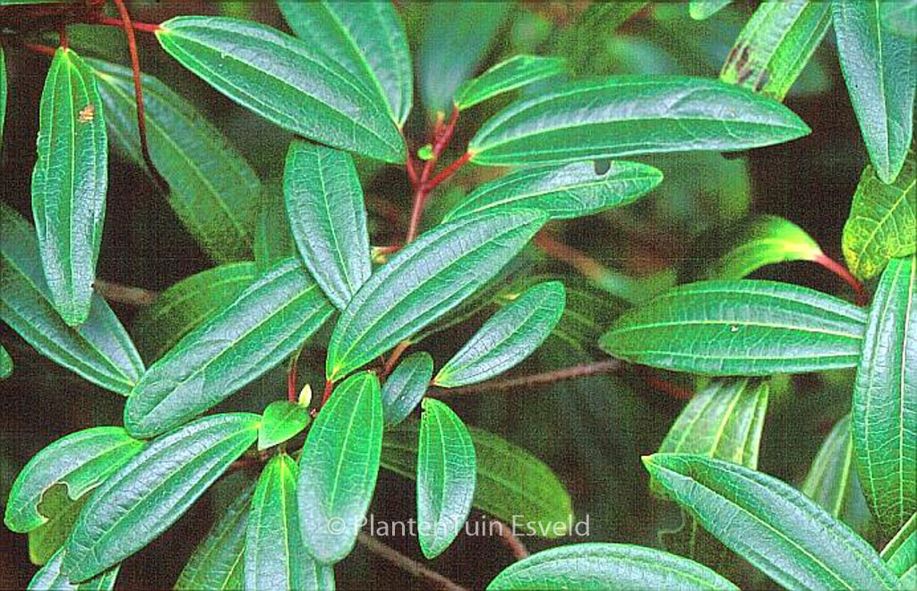Viburnum davidii ‘Angustifolium’