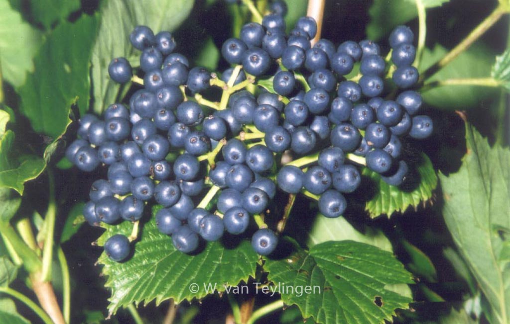 Viburnum dentatum ‘White and Blue’
