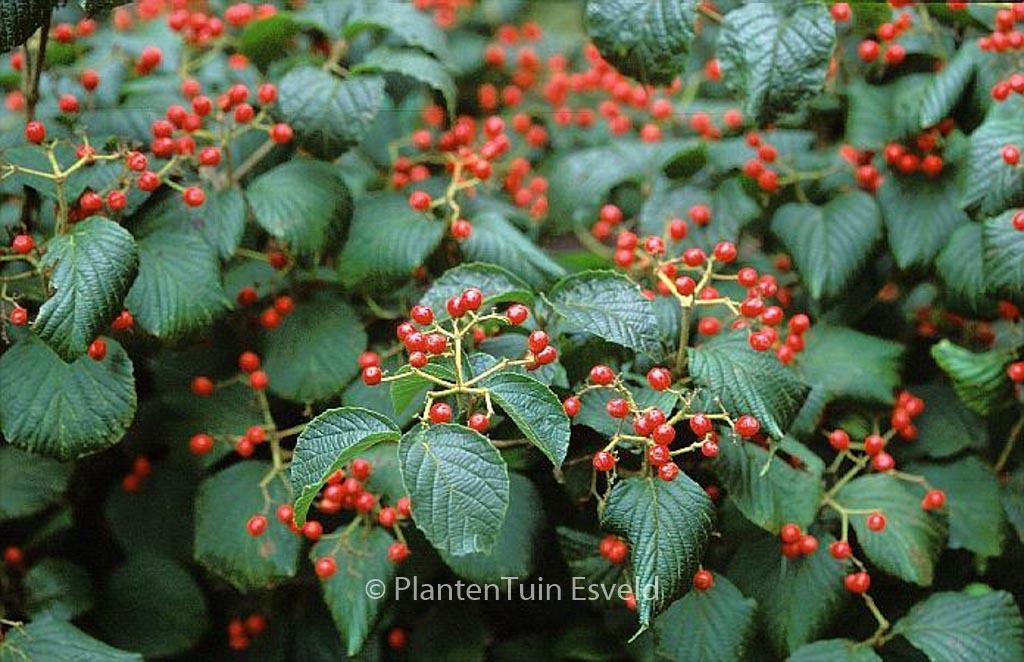 Viburnum dilatatum ‘Asian Beauty’