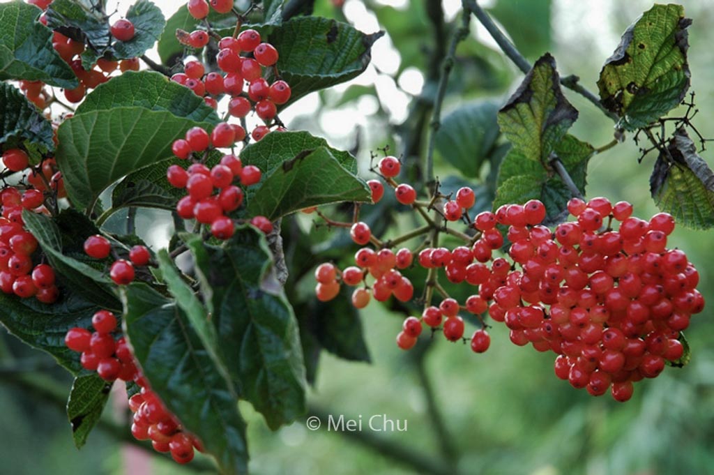 Viburnum dilatatum ‘Erie’