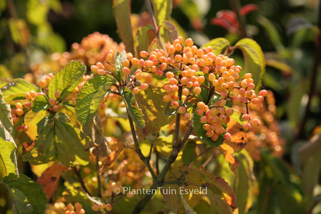 Viburnum dilatatum ‘Michael Dodge’