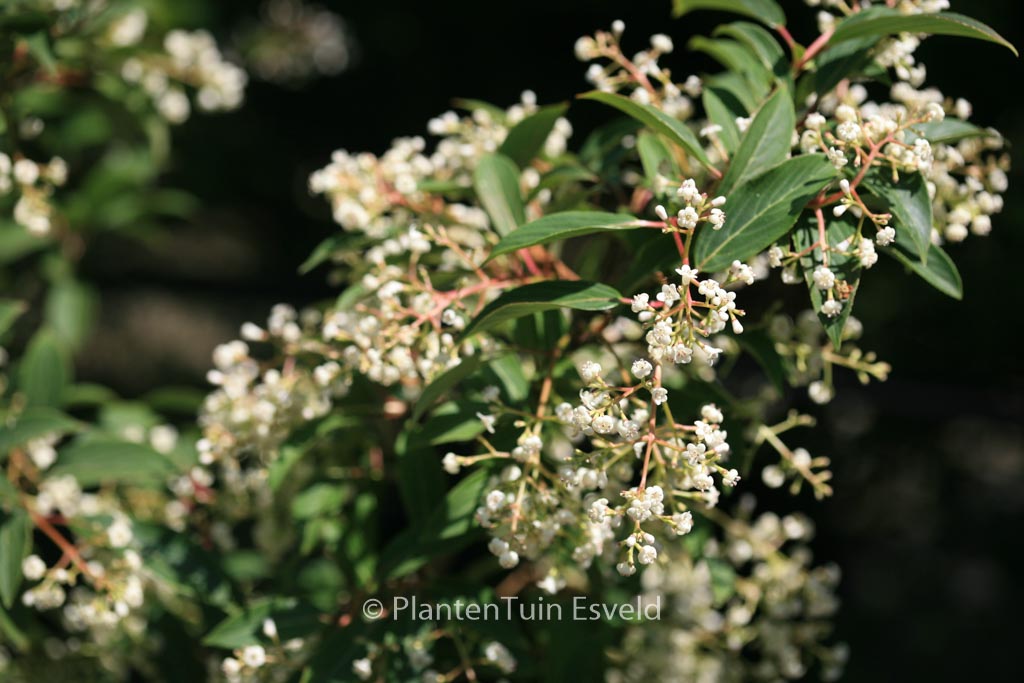 Viburnum erubescens