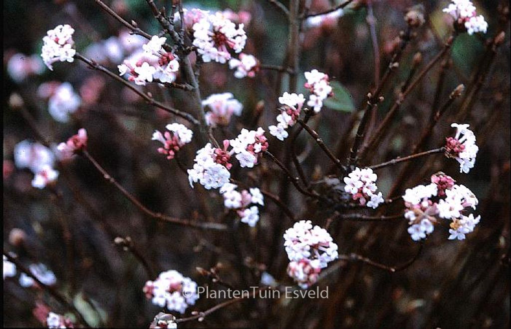 Viburnum farreri ‘December Dwarf’