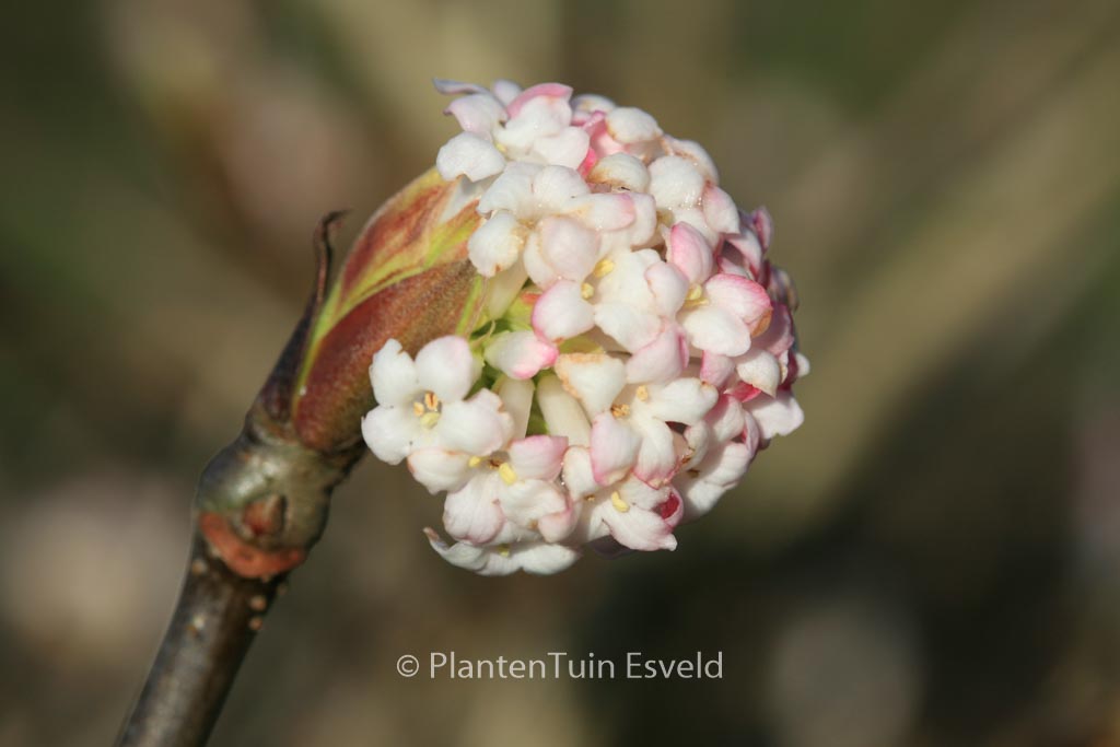 Viburnum grandiflorum
