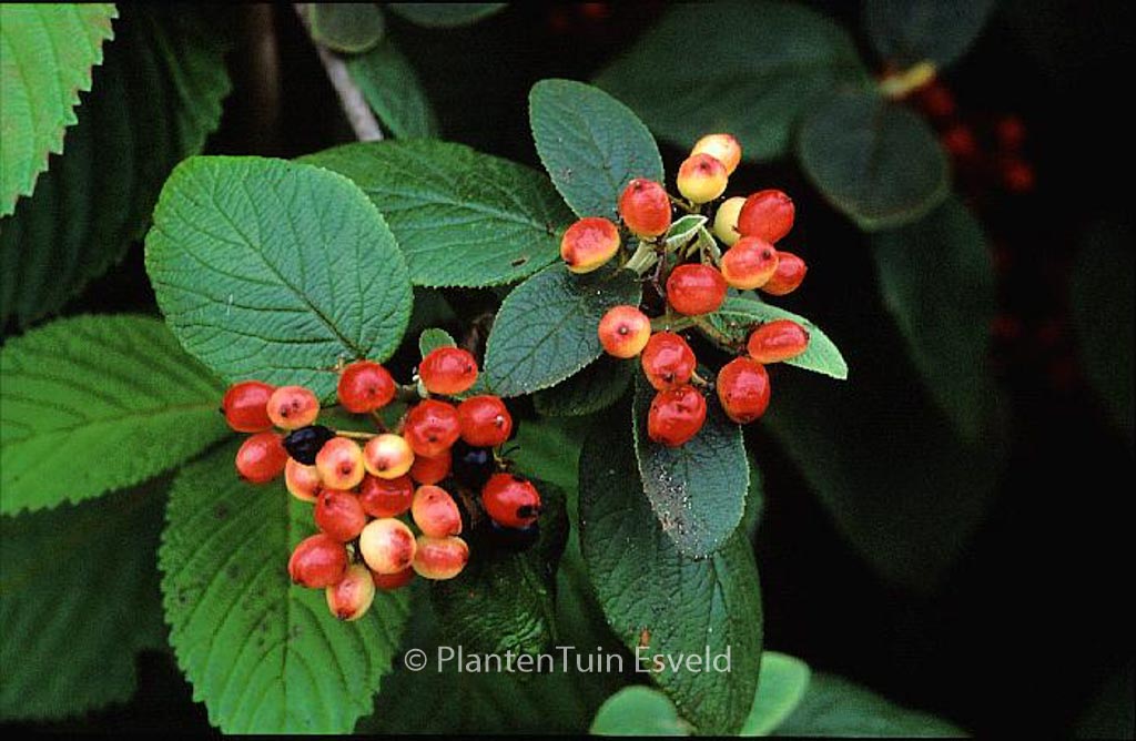 Viburnum lantana ‘Rugosum’