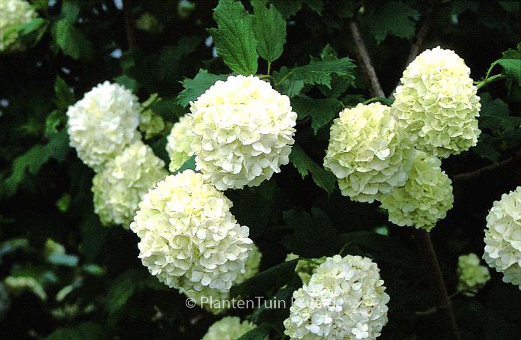 Viburnum opulus ‘Roseum’