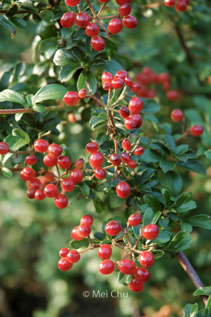 Viburnum parvifolium
