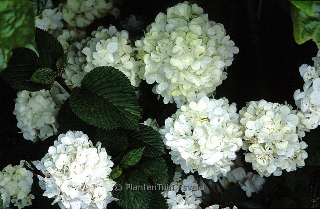Viburnum plicatum ‘Chyverton’