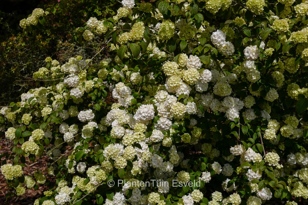 Viburnum plicatum ‘Janny’