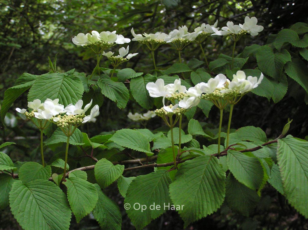 Viburnum plicatum tomentosum