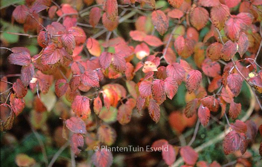Viburnum rafinesquianum