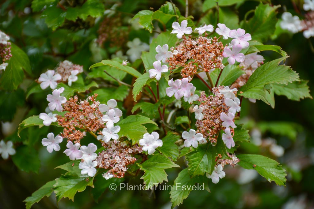 Viburnum sargentii ‘Onondaga’