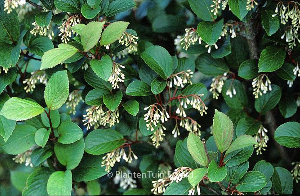 Viburnum subalpinum