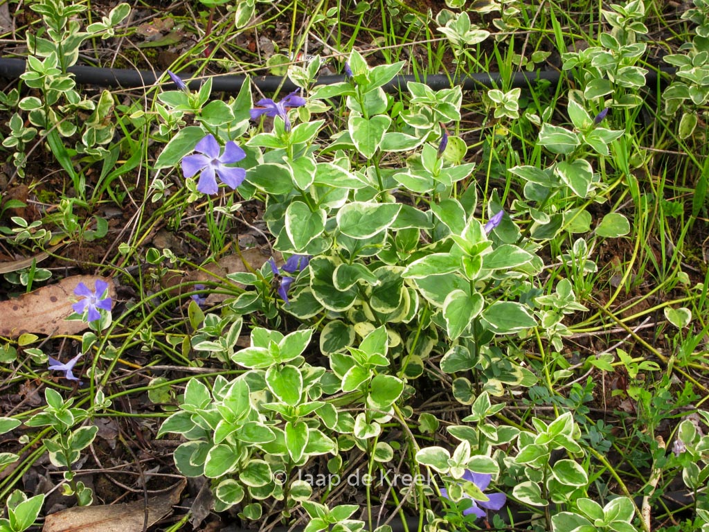 Vinca major ‘Variegata’
