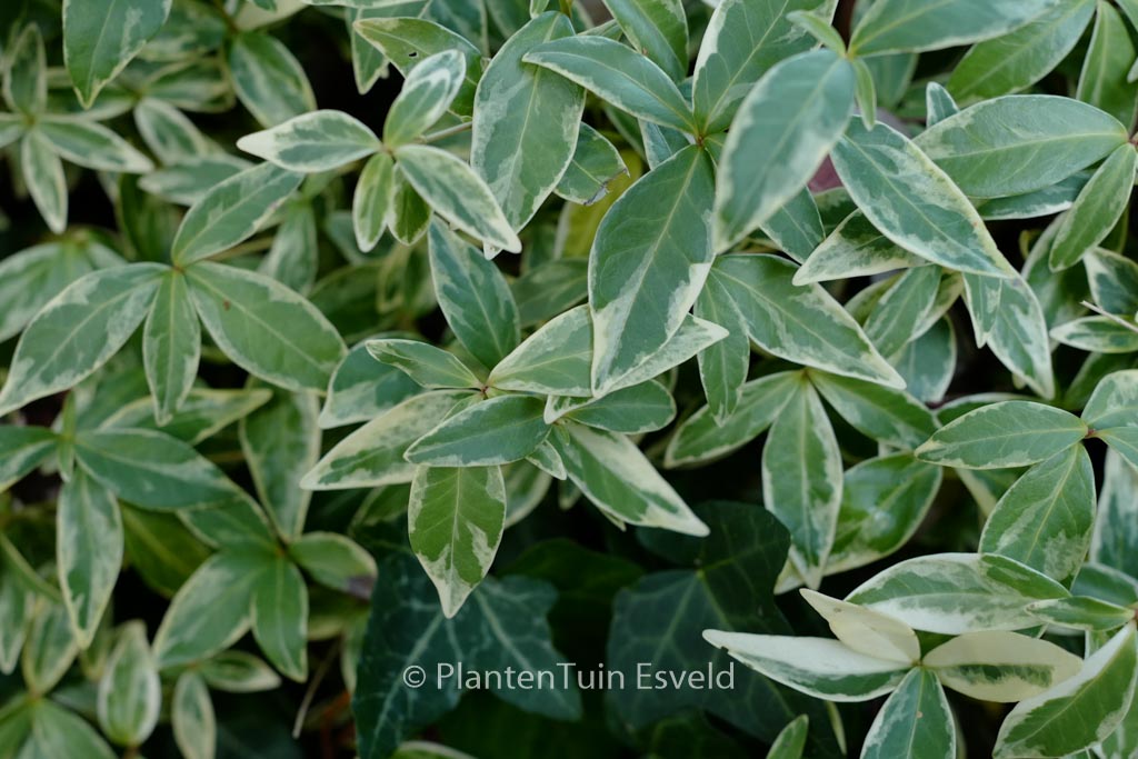 Vinca minor ‘Argenteovariegata’