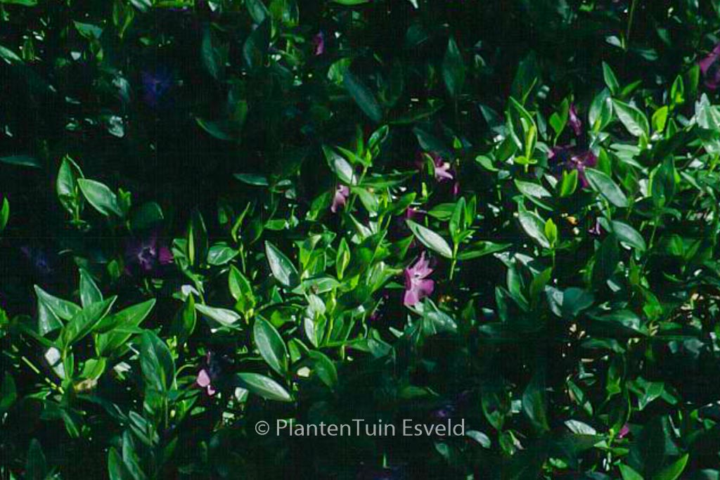 Vinca minor ‘Atropurpurea’