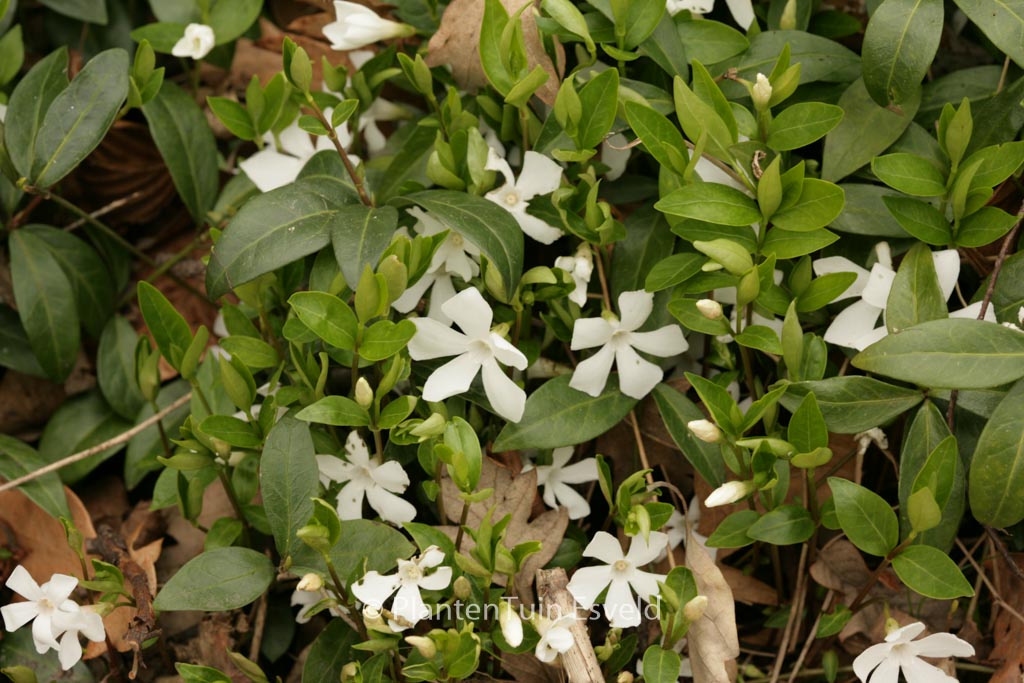 Vinca minor ‘Gertrude Jekyll’