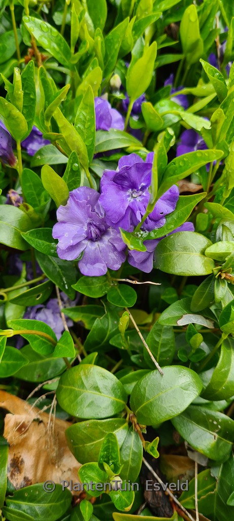 Vinca minor ‘La Grave’