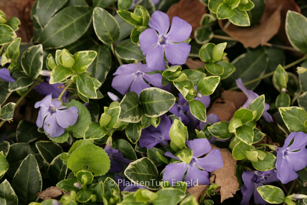 Vinca minor ‘Ralph Shugert’