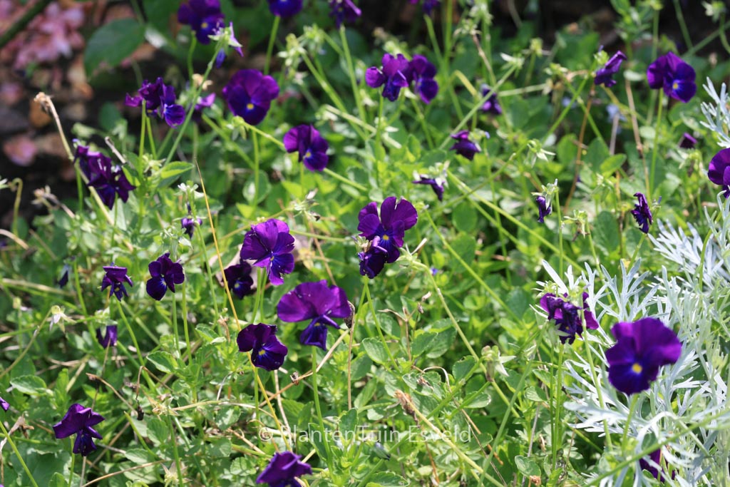 Viola ‘Martin’