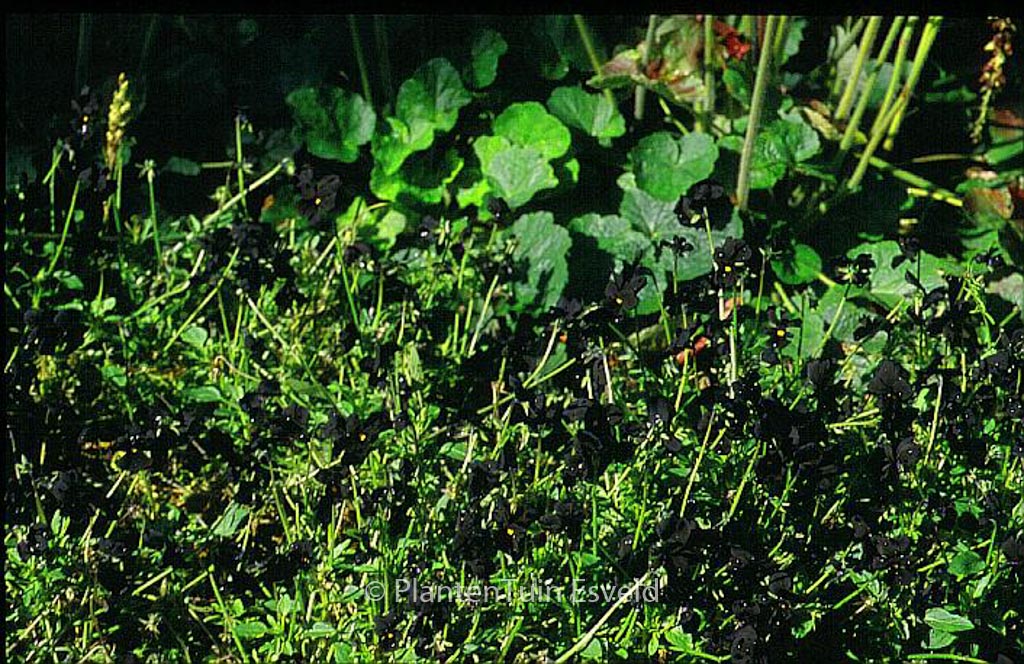 Viola ‘Molly Sanderson’
