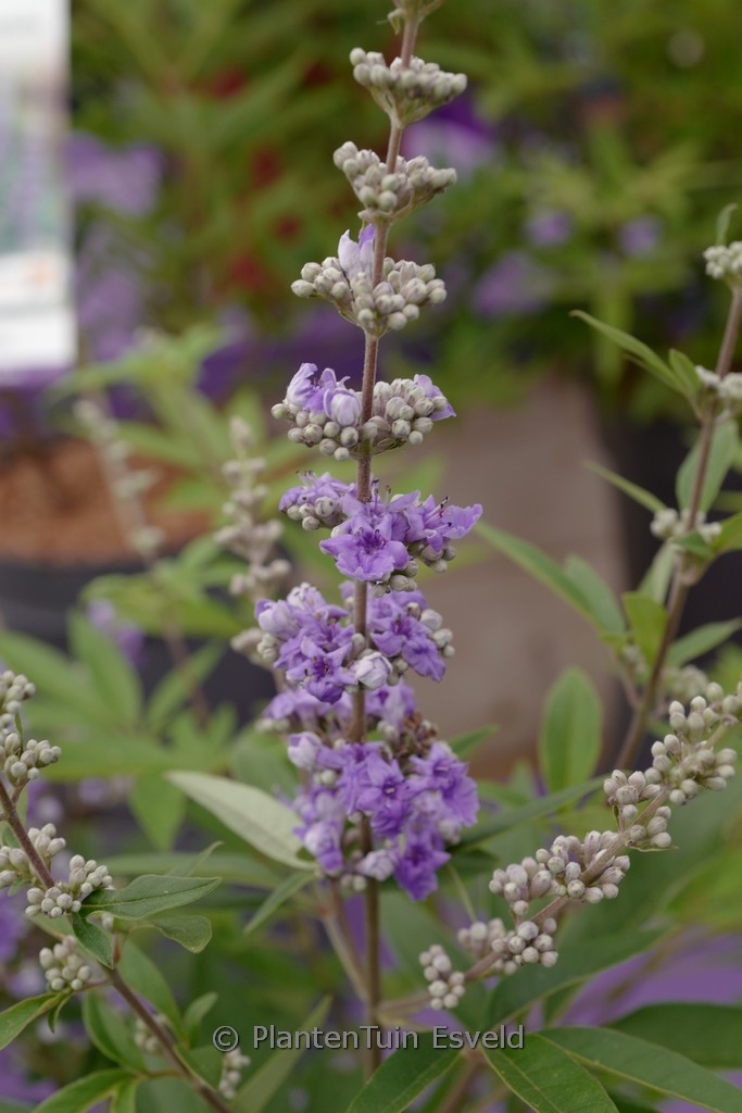 Vitex ‘Summertime Blues’