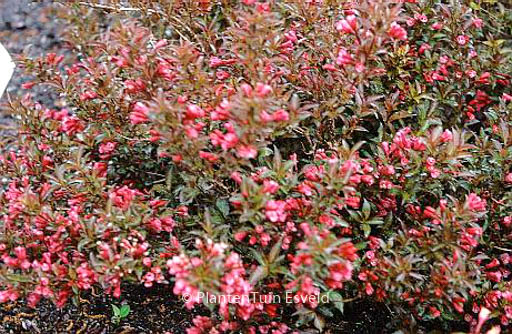 Weigela ‘Bokrashine’ (NAOMI CAMPBELL)