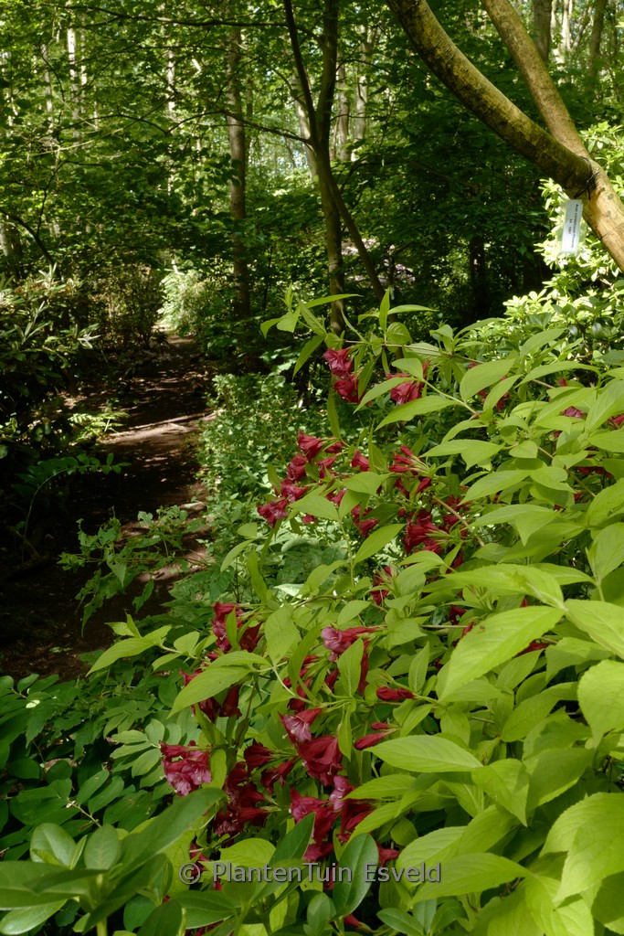 Weigela ‘Briant Rubidor’ (OLYMPIADE)