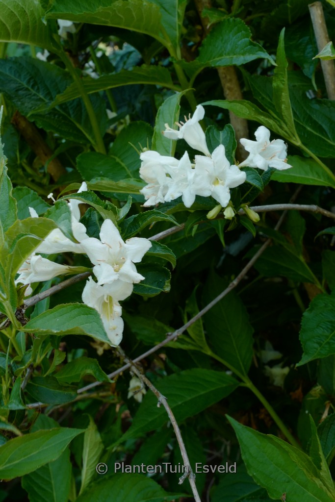 Weigela ‘Candida’