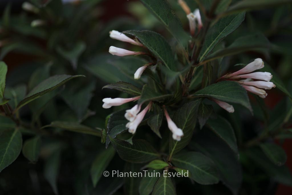 Weigela ‘Courtacad1’ (BLACK AND WHITE)