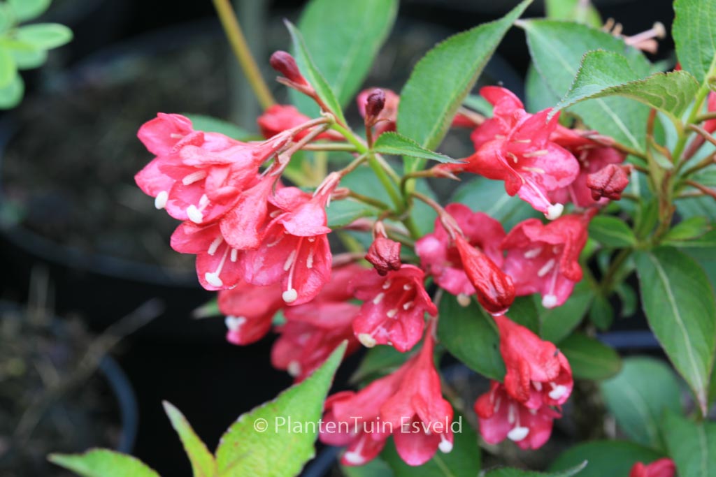Weigela ‘Eva Rathke’
