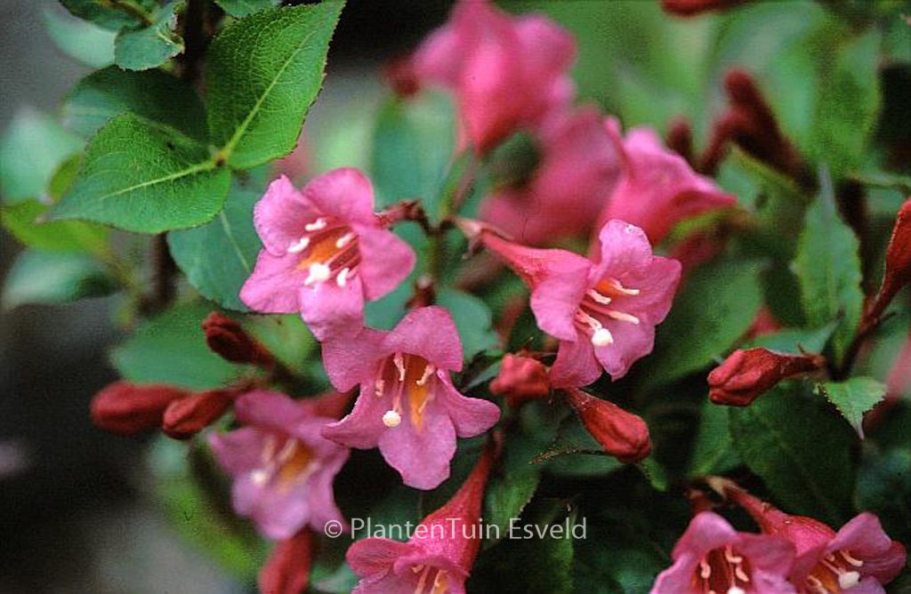 Weigela ‘Evita’
