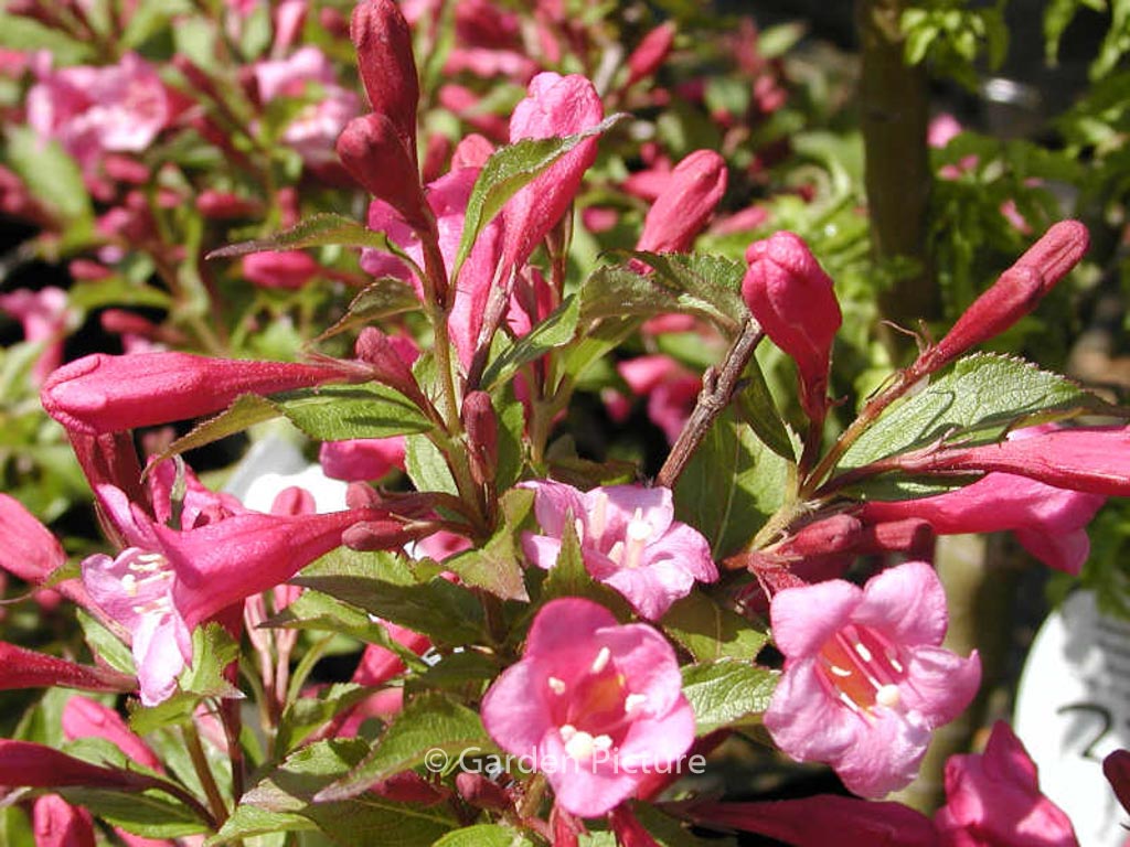 Weigela ‘Minuet’