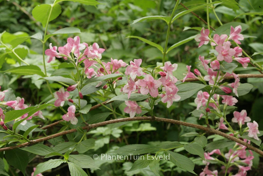 Weigela ‘Rosea’