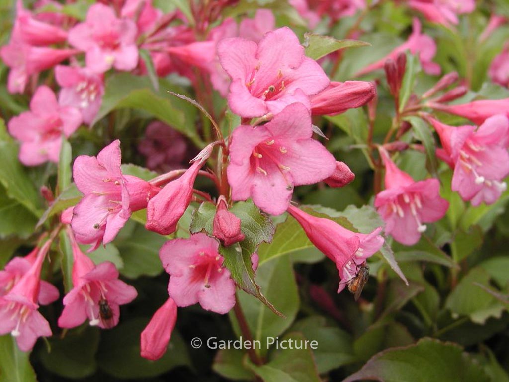 Weigela ‘Rumba’