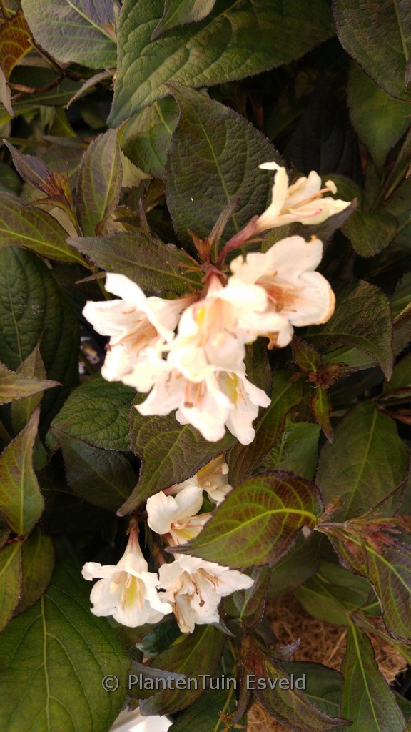 Weigela ‘Velda’ (EBONY AND IVORY)