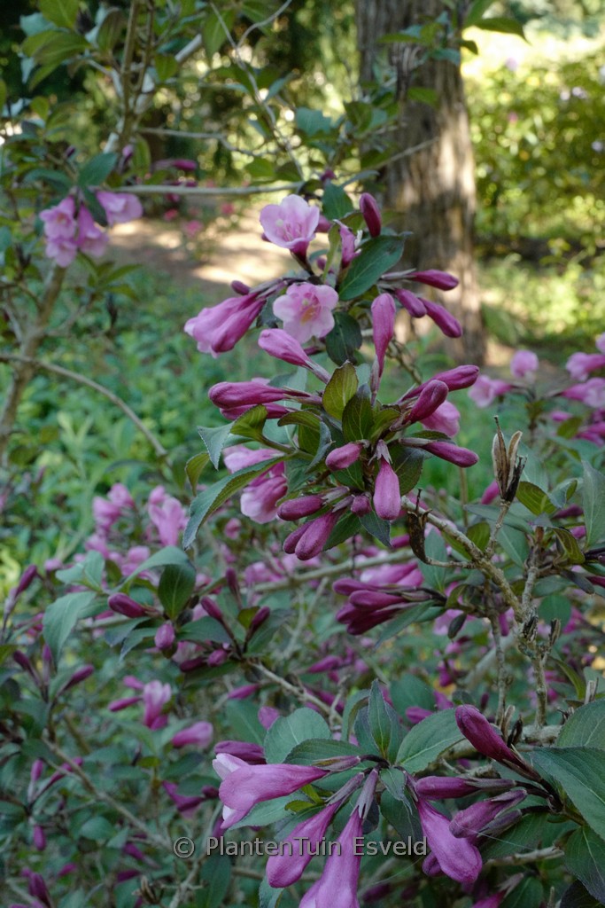 Weigela florida ‘Foliis Purpureus’