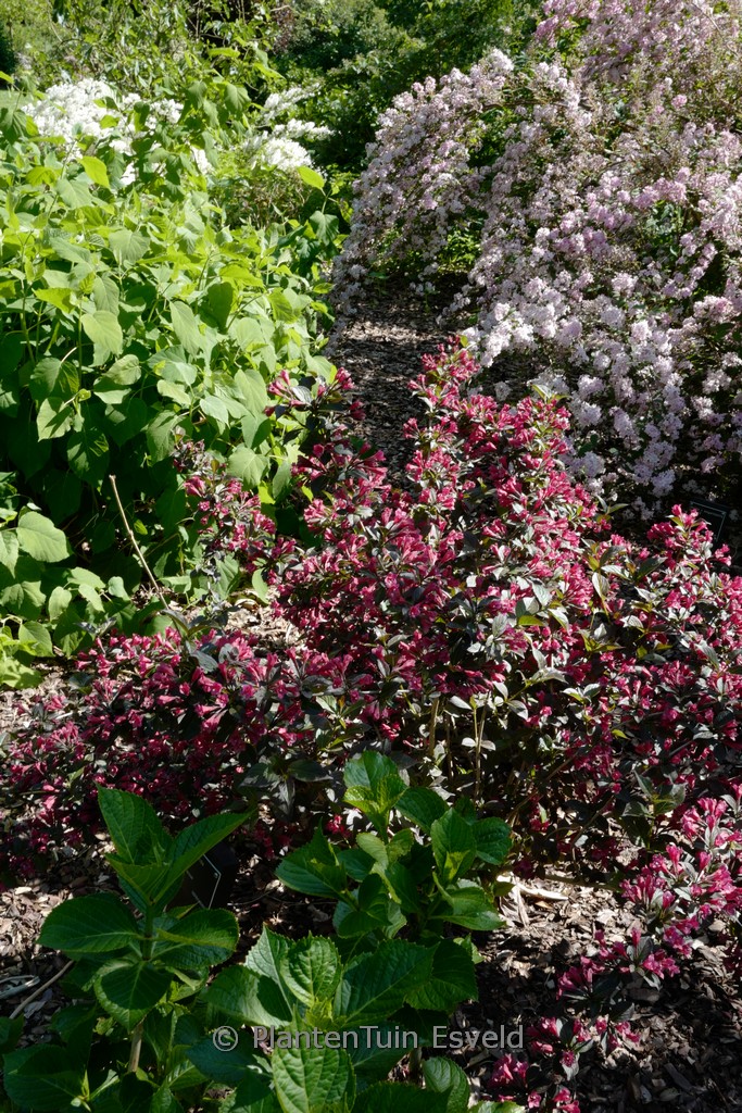 Weigela florida ‘Tango’
