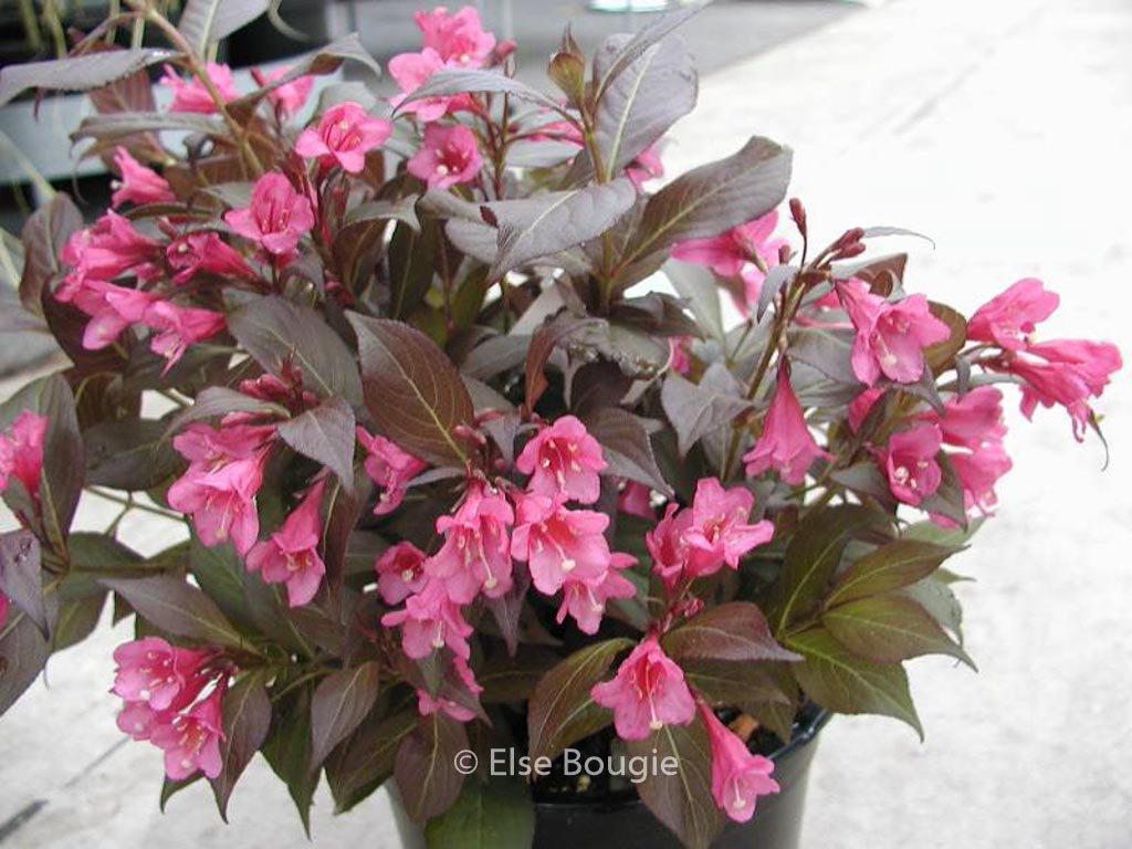Weigela florida ‘Verweig 3’ (MINOR BLACK)