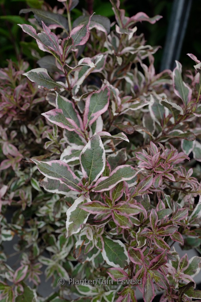 Weigela florida ‘Verweig 8’ (All Summer Monet)